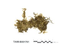 藏品(尖葉美喙苔)的圖片